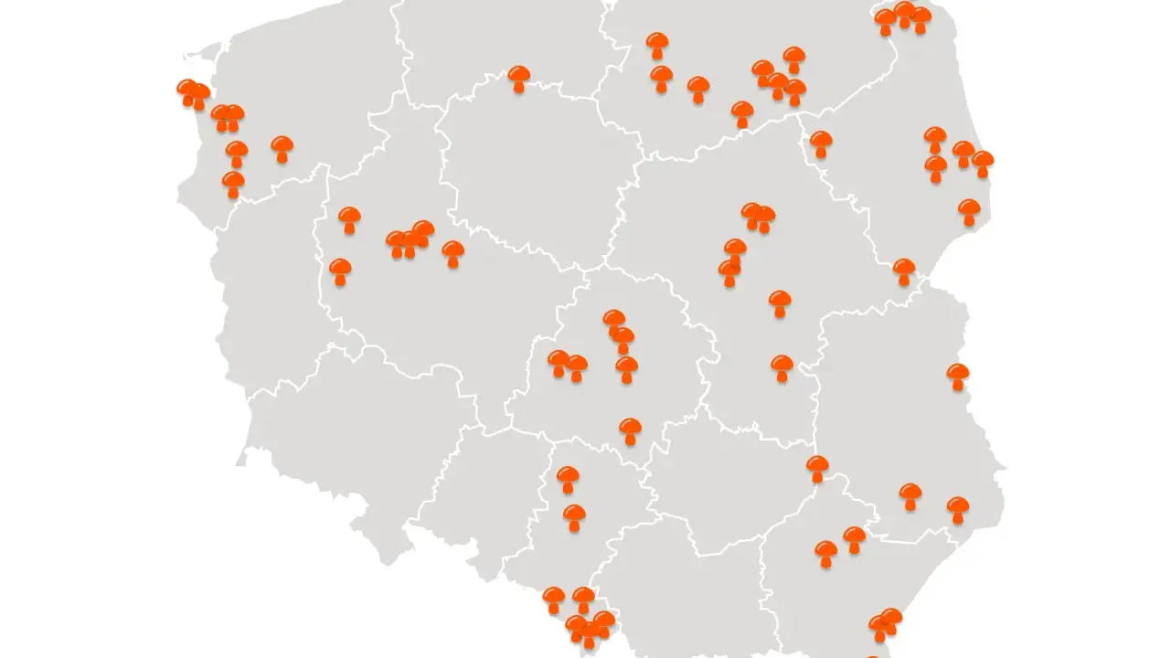 Gdzie na grzyby z noclegiem? TOP miejsca i porady eksperta