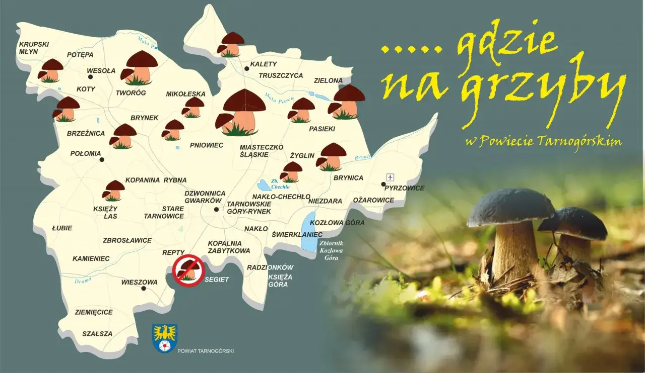 Mapa Polski z zaznaczonymi regionami grzybowymi